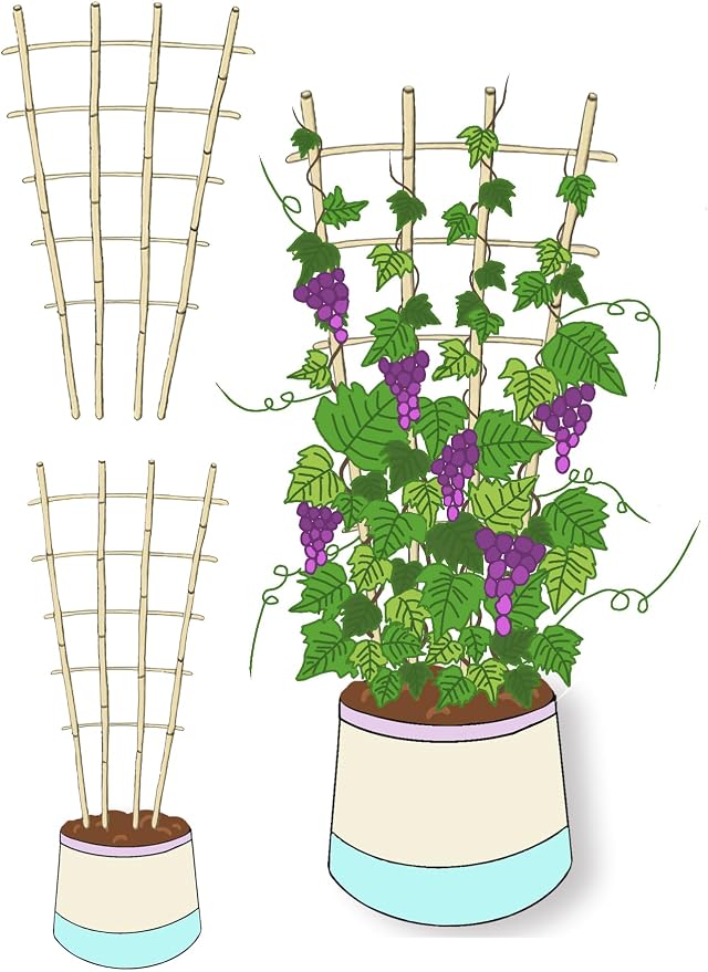 Natural Bamboo Trellis, Fan-Shaped Plant Support Trellis - Image 9