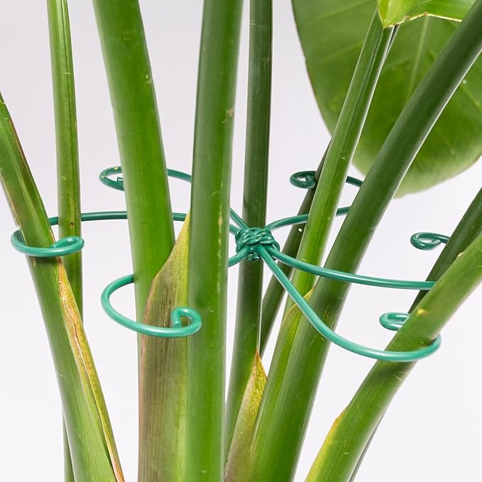 Monstera Plant Stem Support by Yohsnor