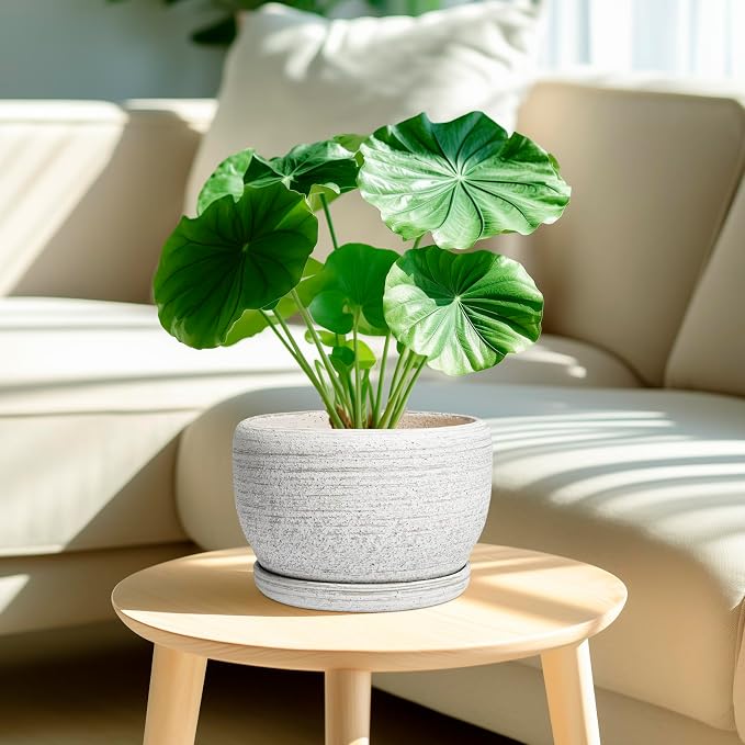 SQOWL Ceramic Plant Pots - Image 2