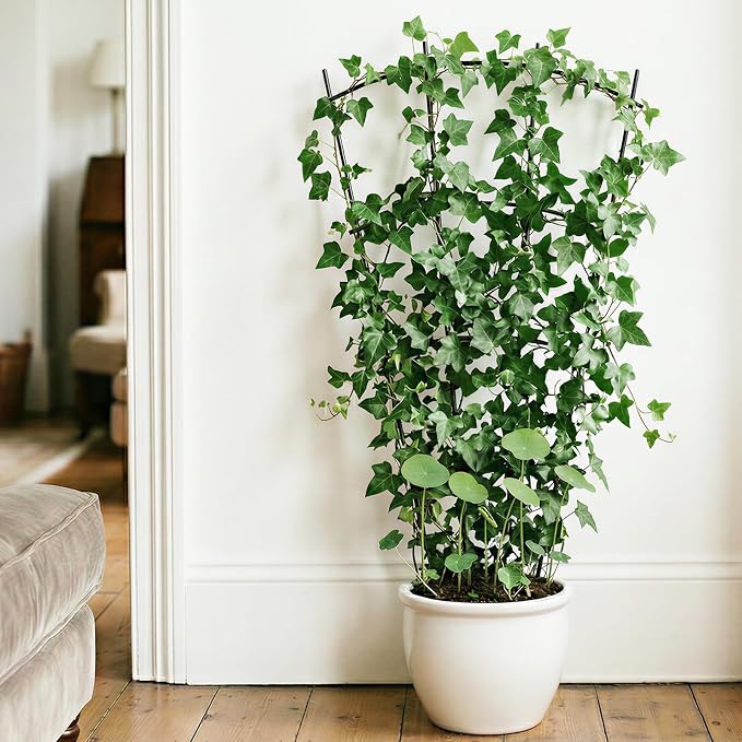 4 Pack 43'' Indoor Plant Trellis - Image 6