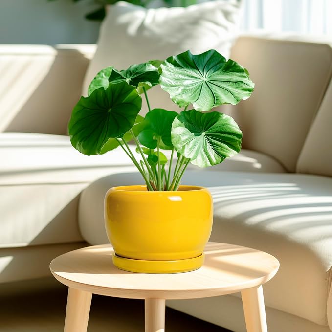 SQOWL Ceramic Plant Pot - Image 2