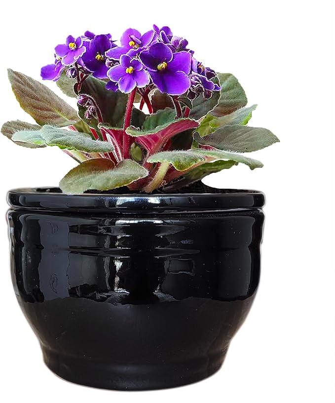 African Violet Pots Self Watering Round Ceramic Violet Pot by Dphagesy