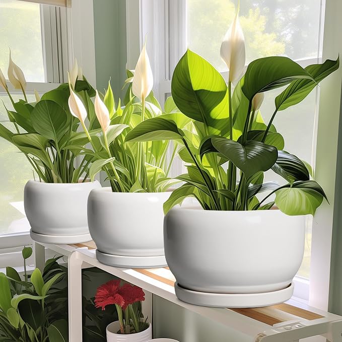 SQOWL Ceramic Pot for Plants - Image 6