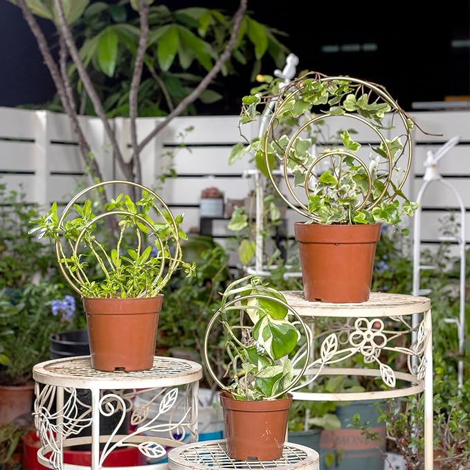 Hoya Trellis for Indoor Plants - Image 2