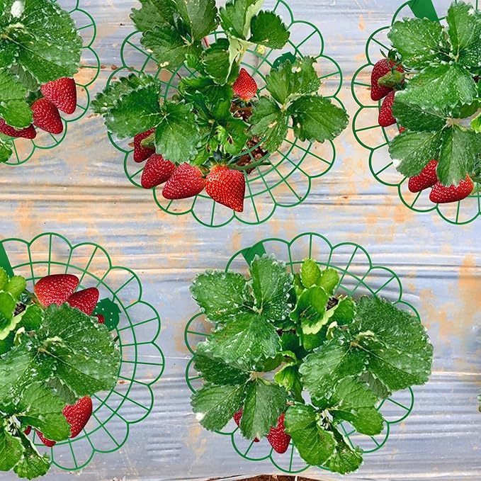 Iceyyyy 10 Pack Strawberry Plant Stand Supports-Strawberry Plant Support Stand - Image 5