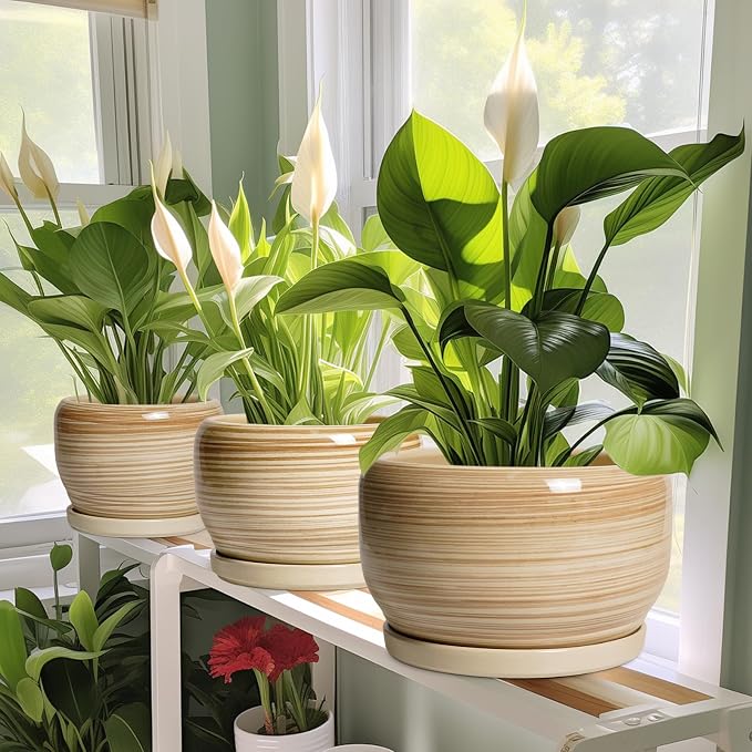 SQOWL Ceramic Pot for Plants - Image 5