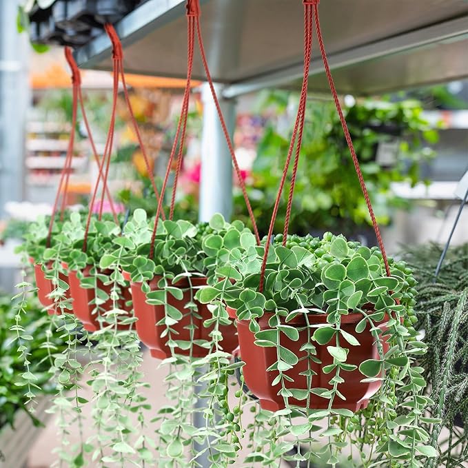 Roshtia 50 Pcs 5.9 inch Plastic Hanging Plant Pots - Image 6