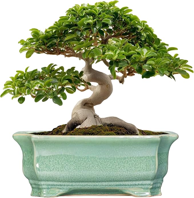 Bonsai Pots - 13.7 Inch Rectangle Ceramic Pots by Teagas