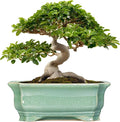 Bonsai Pots - 13.7 Inch Rectangle Ceramic Pots by Teagas