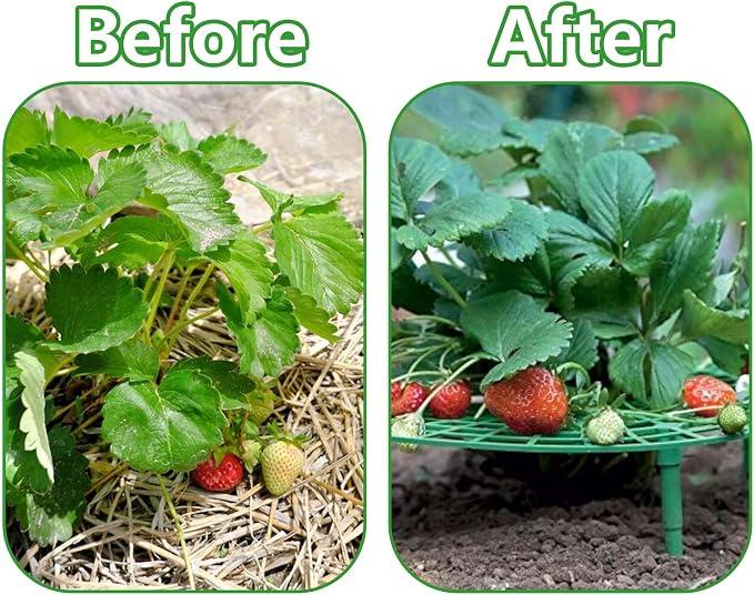 Iceyyyy 5 Pack Strawberry Plant Support - Image 5