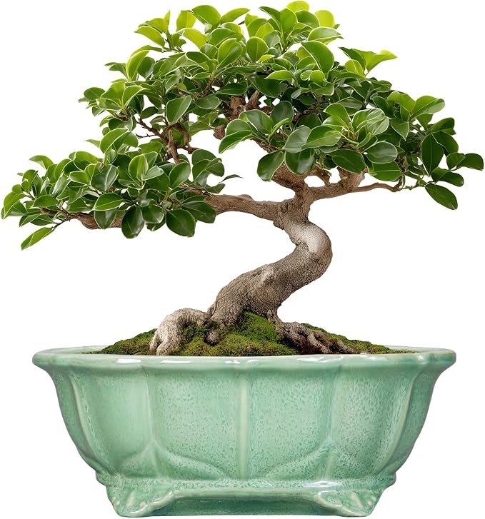 Bonsai Pots 11 Inch by Teagas
