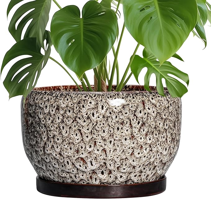 SQOWL Ceramic Plant Pots by SQOWL