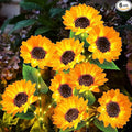 KOOPER Solar Lights Outdoor Decor by KOOPER