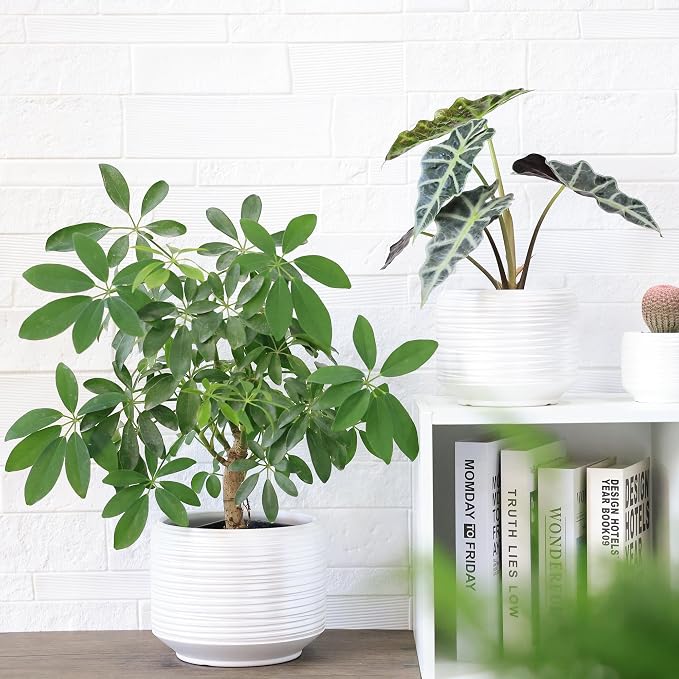 8 Inch + 6 Inch Ceramic Plant Pots Indoor - Image 7