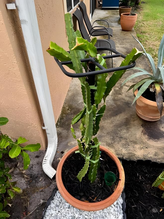 Premium Dragon Fruit Trellis - Image 4