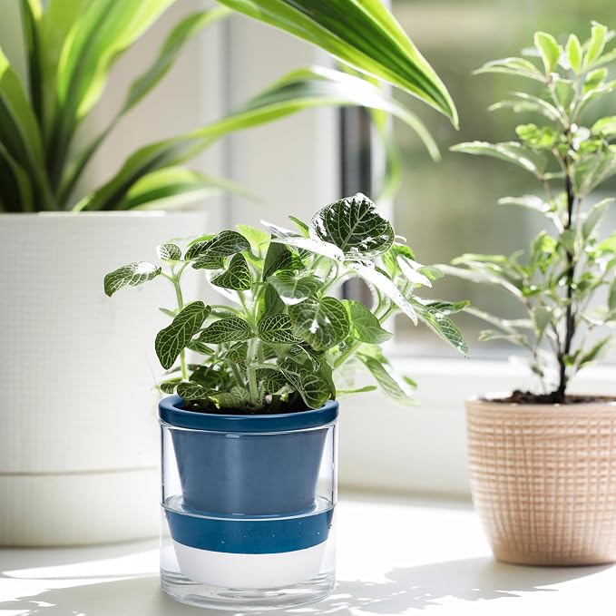 D'vine Dev 4 Inch Design Self Watering Planter - Image 7