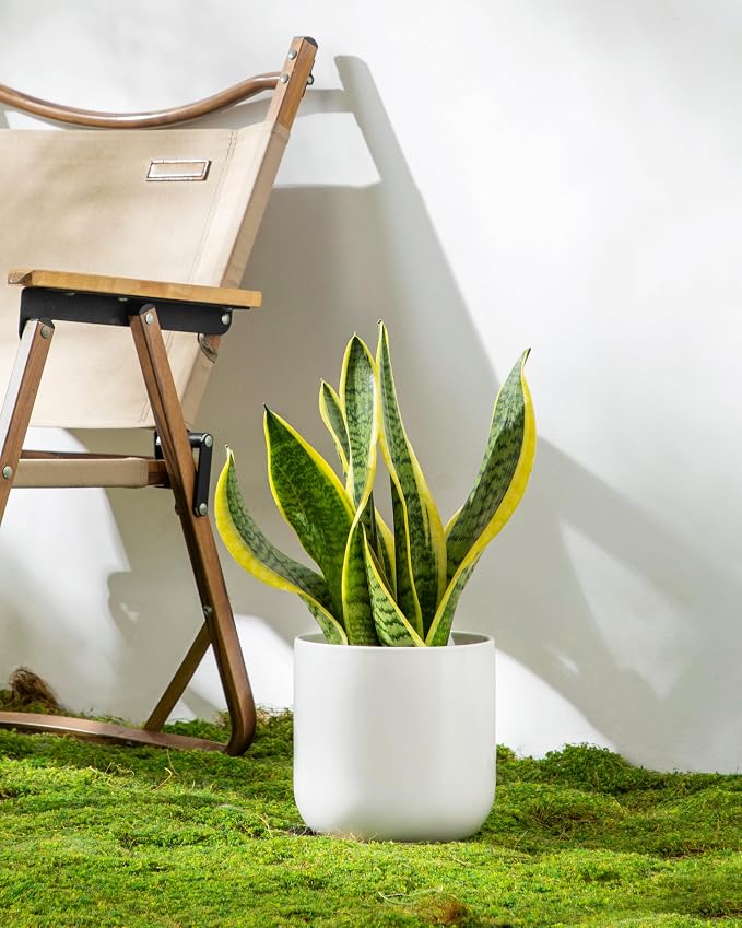 vancasso 6 Inch Ceramic Plant Pots, Planters - Image 8