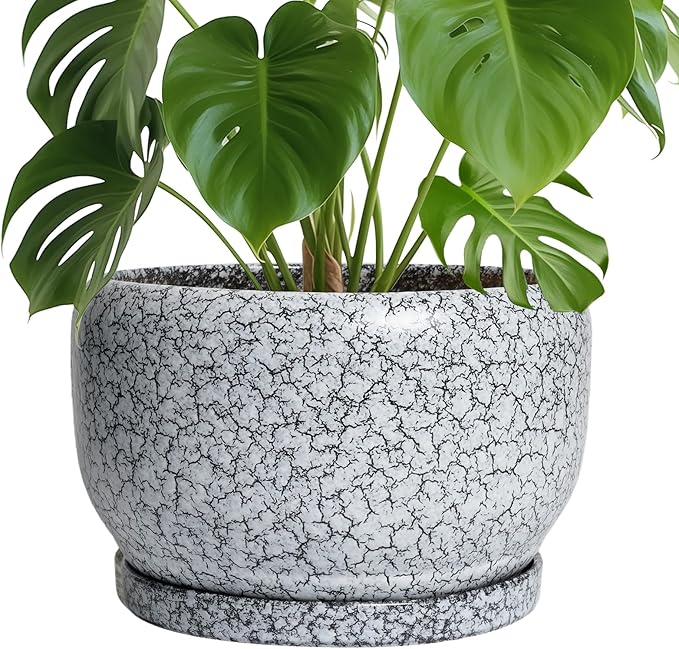 SQOWL Ceramic Planters by SQOWL