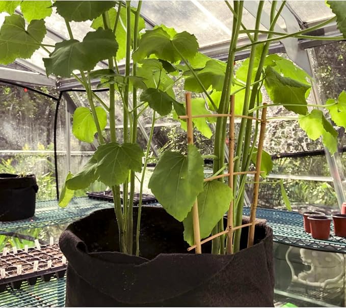 20 Pack 16" Bamboo Trellis for Climbing Plants-Natural Garden Ladder Fan - Image 6
