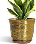 Ceramic Plant Pots by SUNPOTFOR