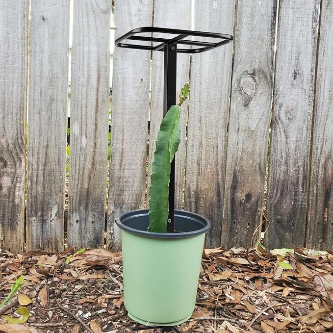 Premium Dragon Fruit Trellis - Image 9