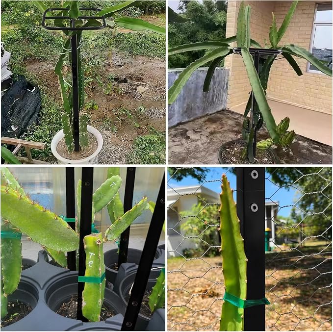 Premium Dragon Fruit Trellis - Image 6