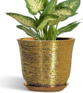 5.6 Inch Plant Pot by SUNPOTFOR