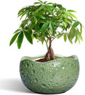 Ceramic Pots for Plants by Thirtypot