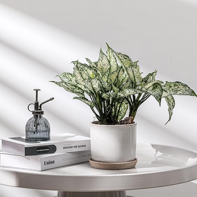 5.8 Inch Plant Pot: Ceramic Planter - Image 5