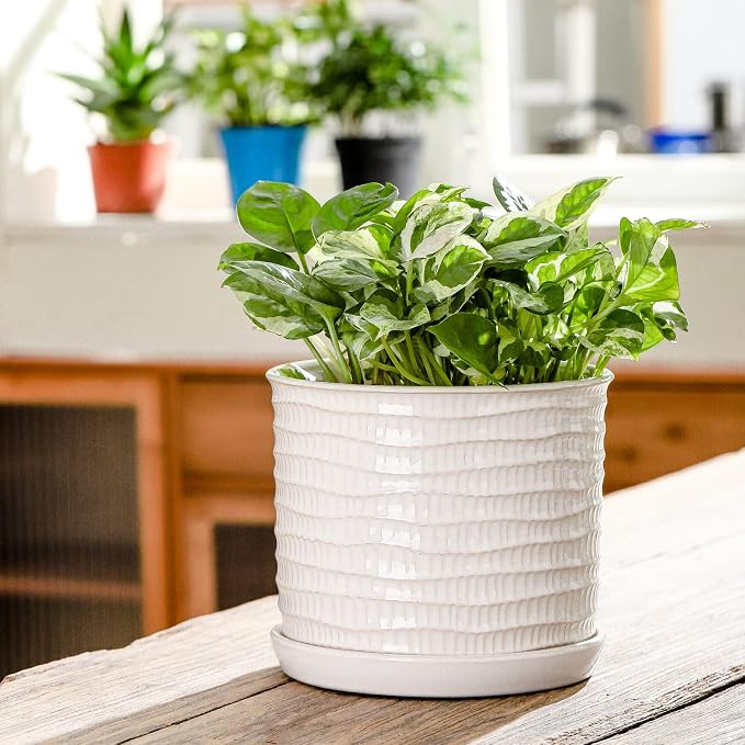 8 Inch Plant Pot: Ceramic Planter - Image 5