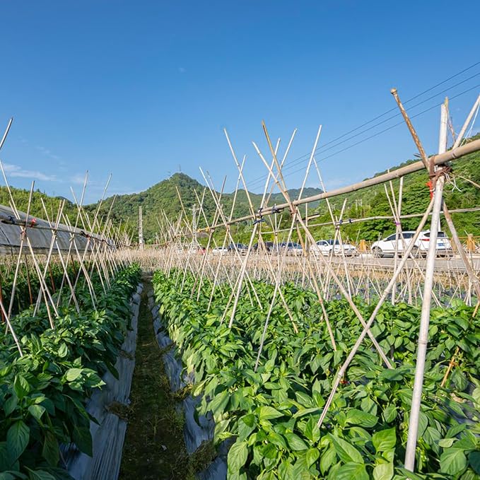 Plant Stakes, 3FT Natural Bamboo Garden Stakes, Bamboo Sticks - Image 7