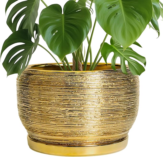 SQOWL Ceramic Planter for Indoor Plants by SQOWL