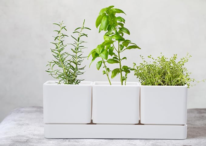 D'vine Dev Herb Garden Planter Set, Plastic Plant Pots - Image 7
