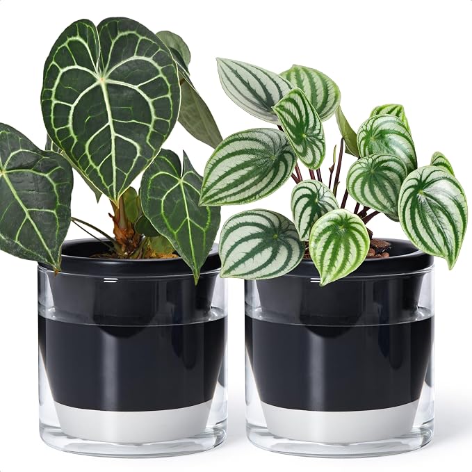 D'vine Dev 6 Inch Design Self Watering Planter by DvineDevPlanterPotsandStand