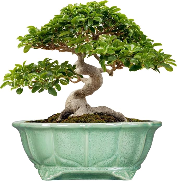 Bonsai Tree Pot by Teagas