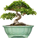 Bonsai Tree Pot by Teagas