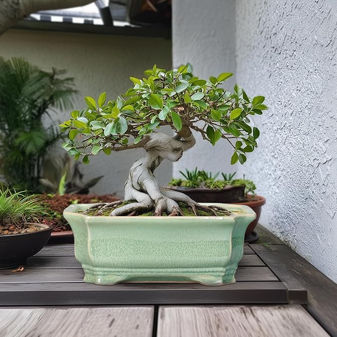 Bonsai Pots - 13.7 Inch Rectangle Ceramic Pots - Image 3