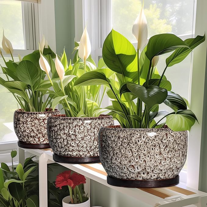 SQOWL Ceramic Plant Pots - Image 5