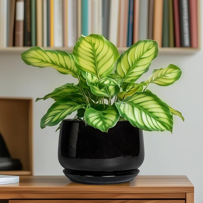 G EPGardening 6 Inch Planter - Image 6