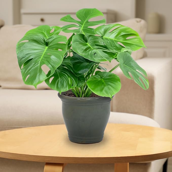 Sunnydaze Round Ceramic Planter - Image 7