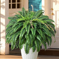 128 Leaves Fake Ferns, Large Artificial Boston Fern, Faux Fern Plants by FAJUNZH
