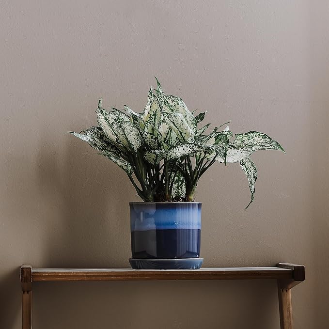 5.8 Inch Plant Pot: Ceramic Planter - Image 6