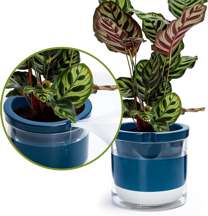 D'vine Dev 8 Inch Design Self Watering Planter - Image 7