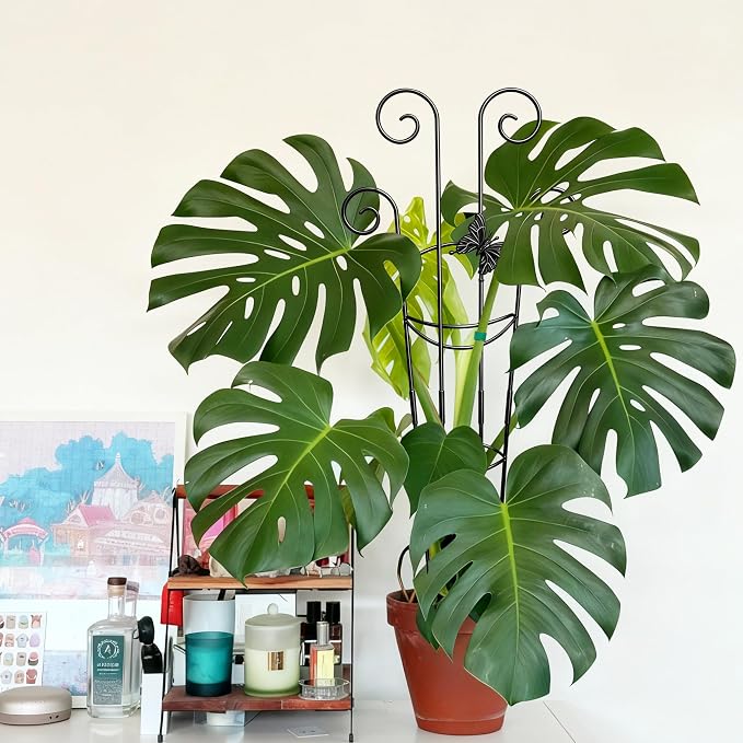 Coomin 32.6in Monstera Plant Support - Image 8
