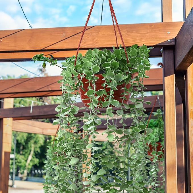 Tioncy 50 Pcs Plastic Hanging Planter Round Hanging Pot - Image 6