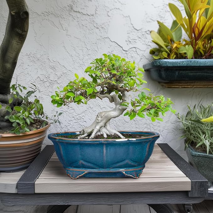Bonsai Tree Pot - Image 3