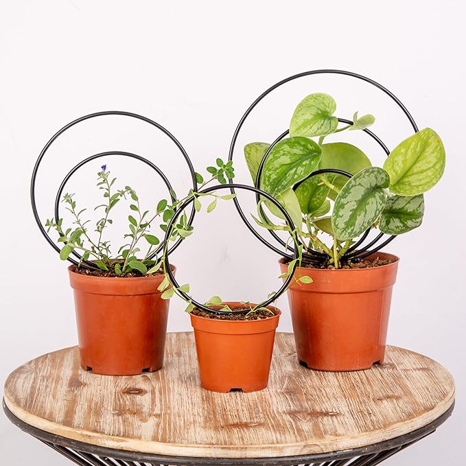 Mirthdino Premium Hoya Trellis by Goooxim