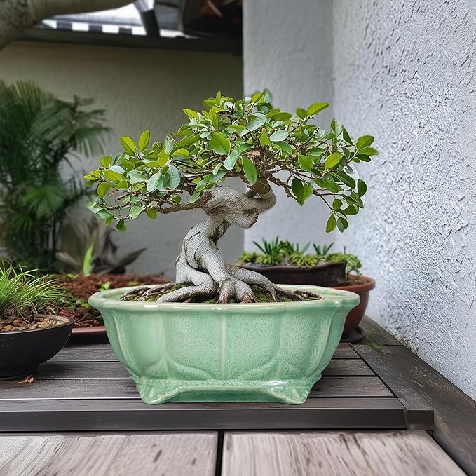 Bonsai Tree Pot - Image 3