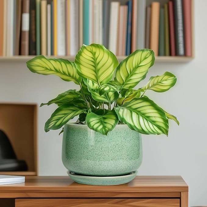 G EPGardening Ceramic Pots for Plants - Image 6