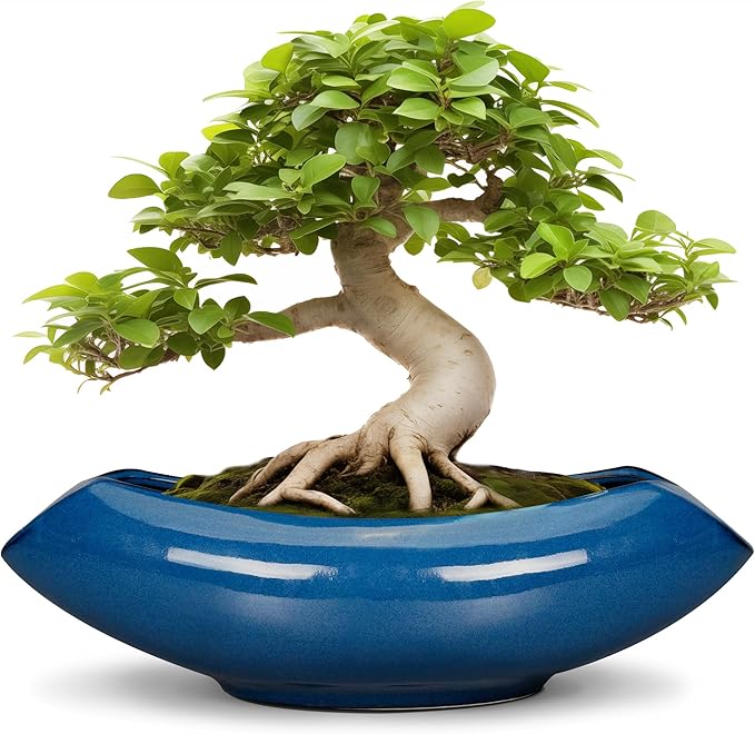 Bonsai Tree Pot 18 Inch by Teagas